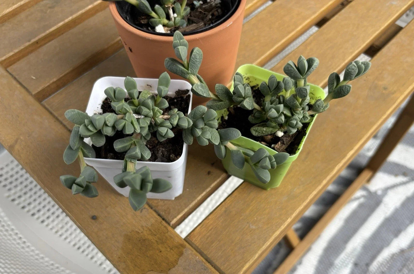 Ice Plant Succulent Live Plant - Corpuscularia lehmannii - Drought-Tolerant Ground Cover in 4-Inch Pot