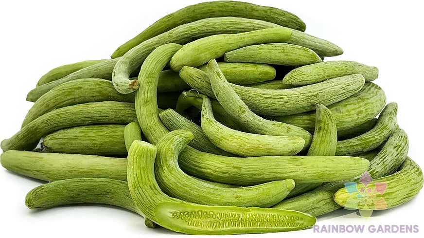 Viper Cucumber Seeds – 25+ Pack for Garden Planting, Cucumis sativus, Non-GMO, USA Grown, Perfect for Salad & Pickling