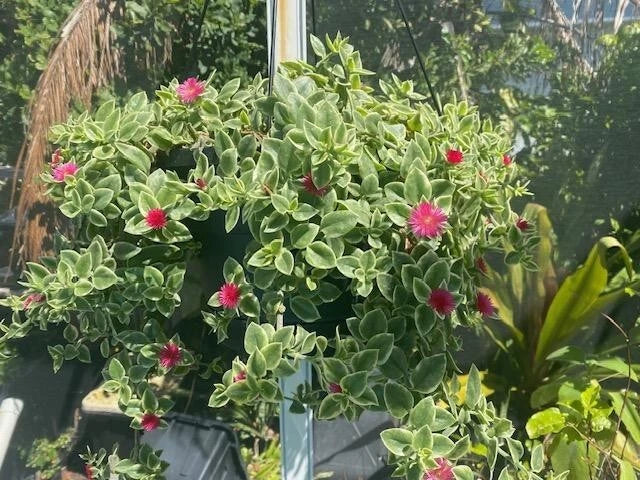 Variegated Ice Plant - Red Apple Aptenia - Rooted Succulent Ground Cover - Aptenia cordifolia