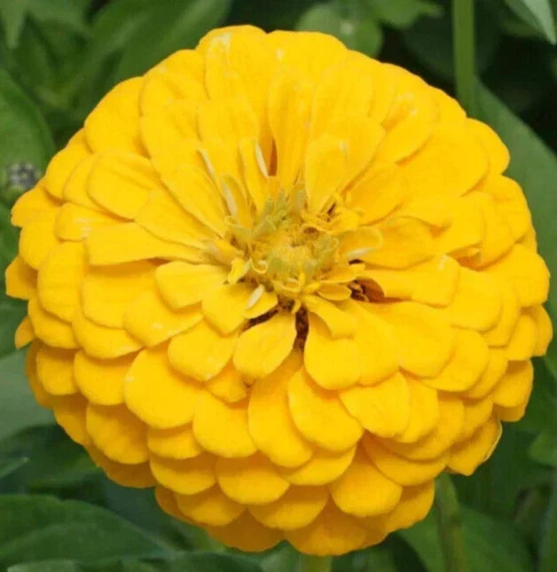 Canary Bird Zinnia Seeds - 200+ Yellow Annual Flower Seeds | Zinnia elegans