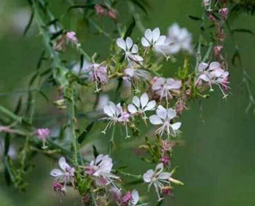 Gaura Bareroot Plant - Gaura ibennis | Gaura longifolia - Perennial Flowering Plant