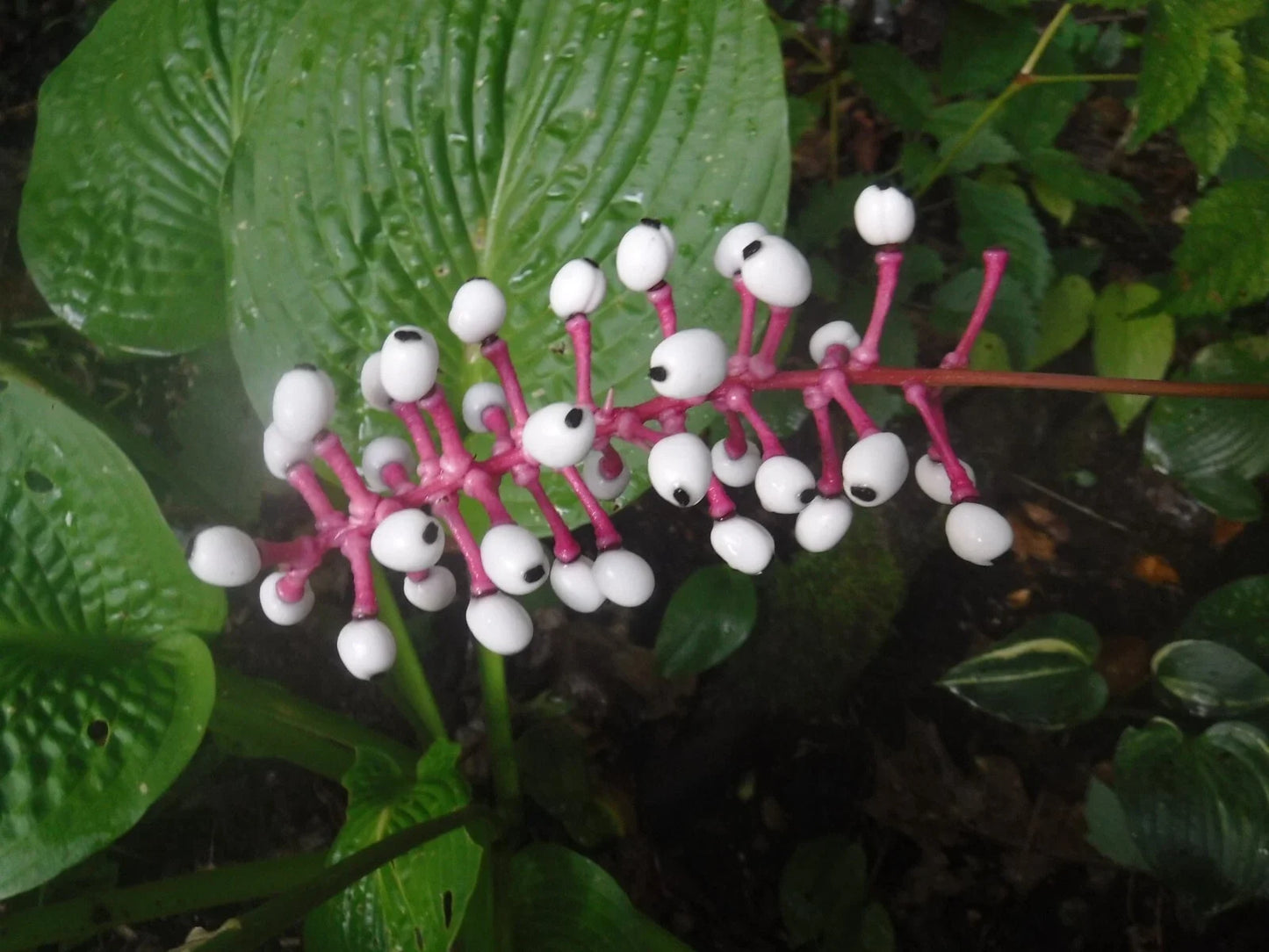 White Baneberry Seeds - Perennial Doll's Eye Plant - 5 Pack - Actaea pachypoda for Shade Gardens