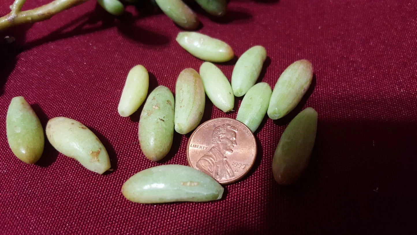 Jelly Bean Succulent Leaves Cuttings 20 pcs - Sedum rubrotinctum Colorful Green & Red