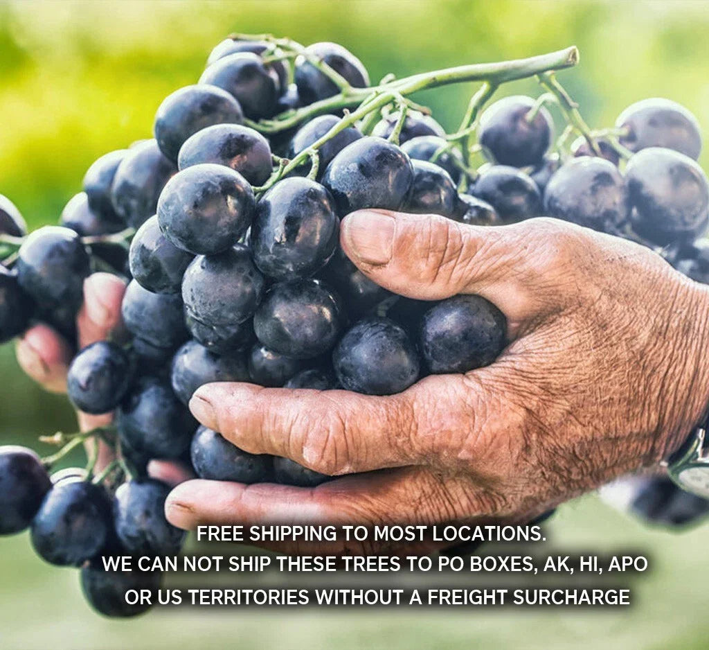 Seedless Table Grape Plants - 8 Disease-Resistant Varieties | Vitis vinifera