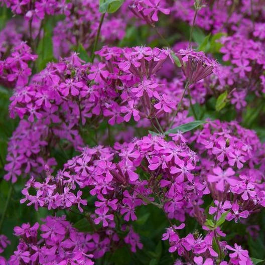 Catchfly Seeds - 2000 Non-GMO Silene armeria Seeds for Rock Gardens
