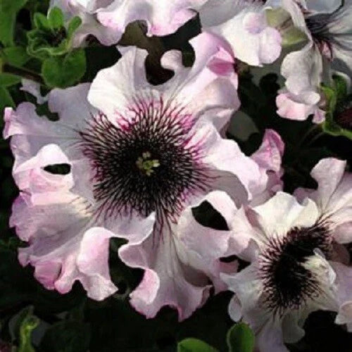 50 Ruffle Pink White Petunia Seeds for Hanging Baskets - Annual Flower Seeds