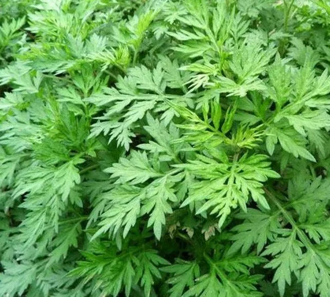 Mugwort Seeds 500+ Artemisia vulgaris Perennial Herb Garden Plants