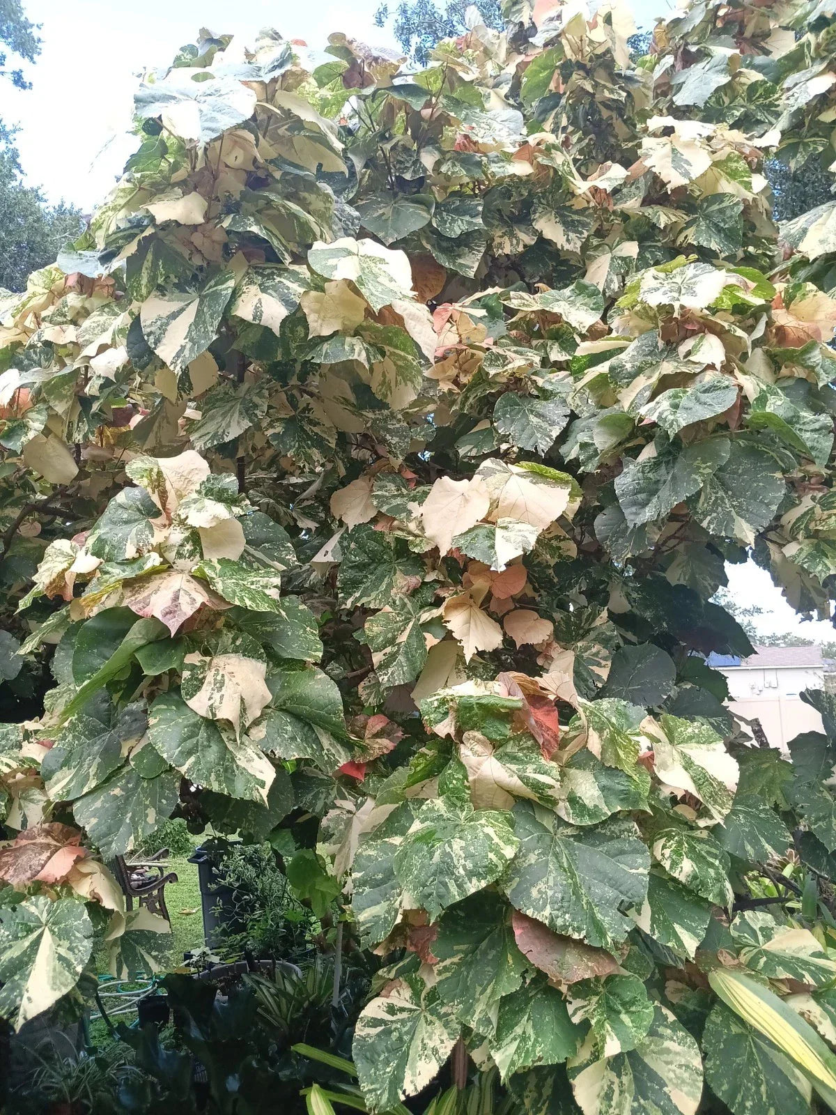 Variegated Mahoe Hibiscus Tree Plant Rooted Cutting - Hibiscus tiliaceus 'Variegata' for Gardens & Indoors