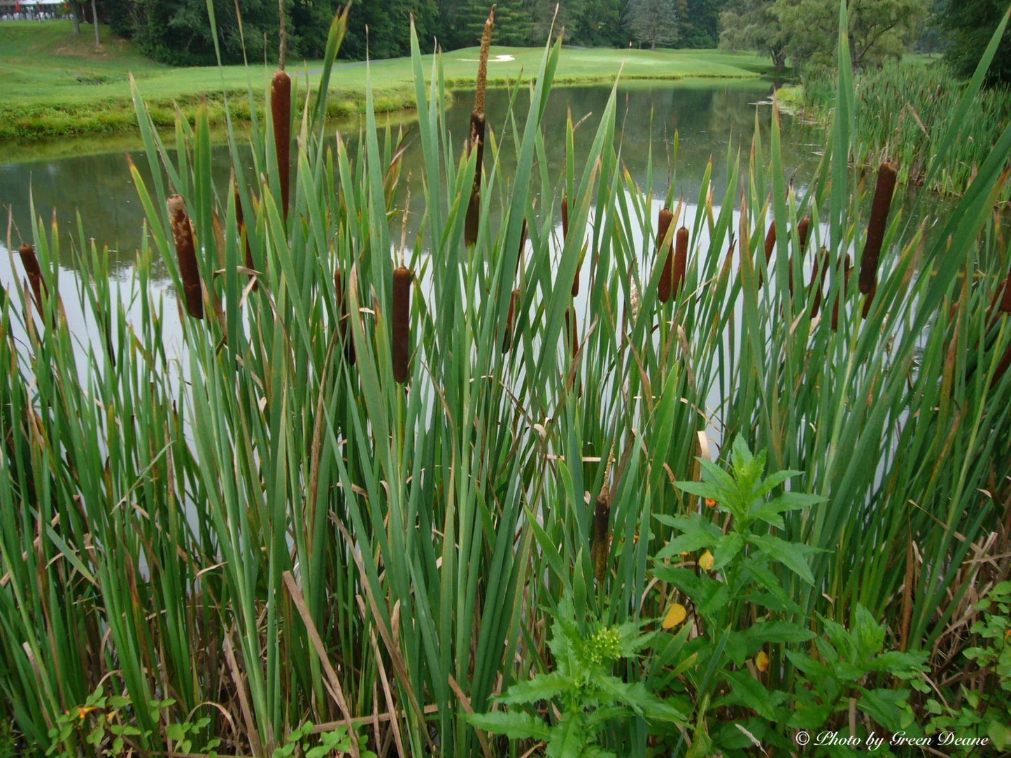 Cattail Seeds Bulk 500 Packets for Dried Flower Arrangements Typha latifolia Perennial Water Garden Plant