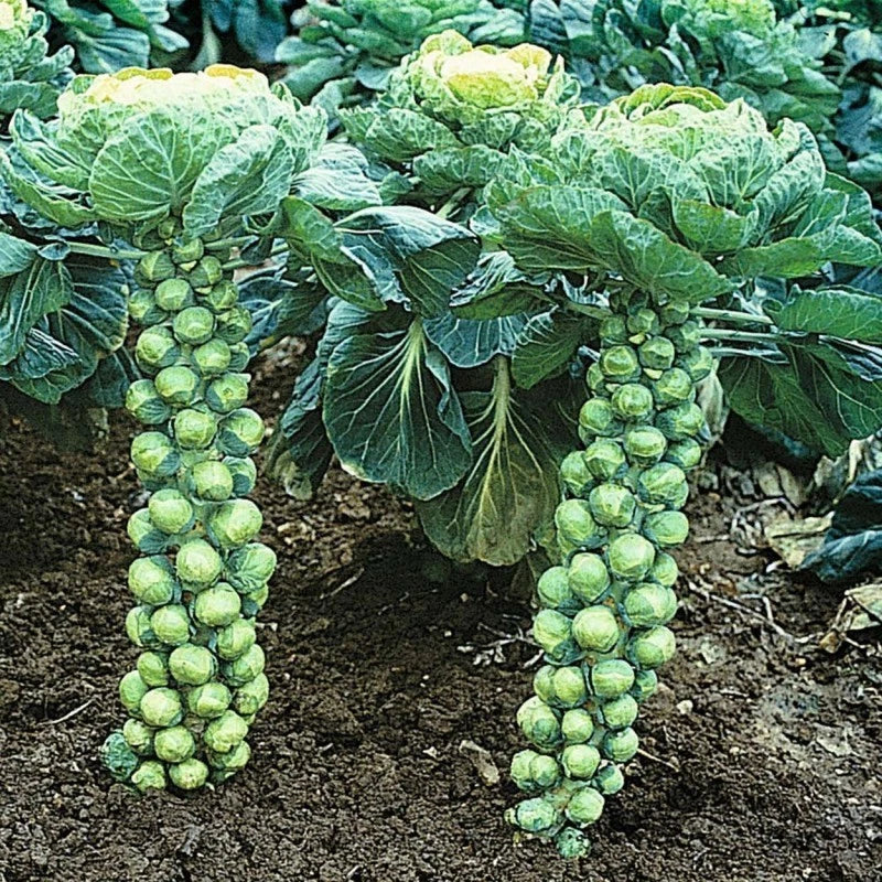 Brussel Sprout Seeds - 800+ Heirloom Organic Non-GMO Catskill Variety