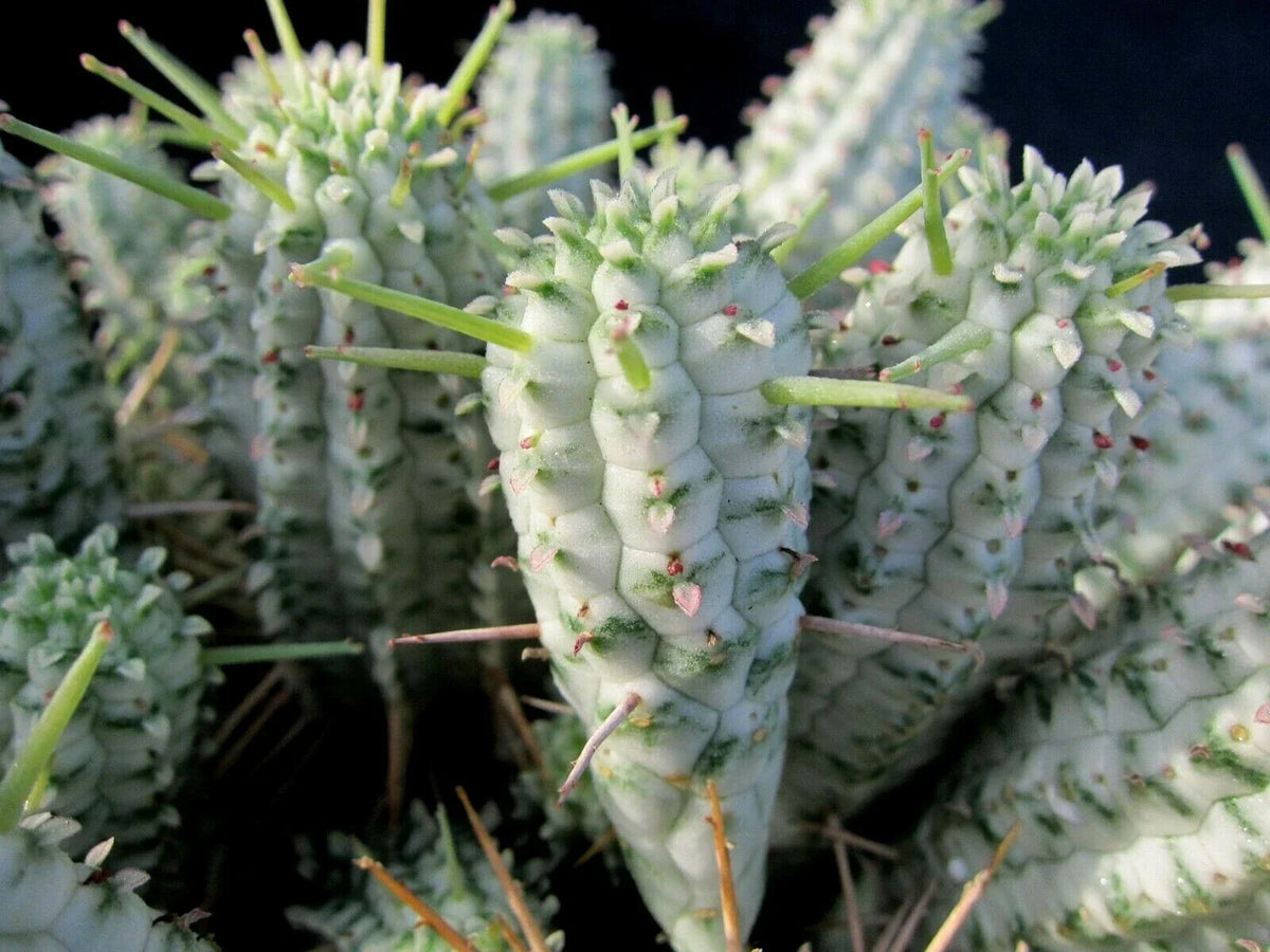 Euphorbia Mammillaris Variegated Cuttings - Indian Corn Cob Succulents - 2 Pieces for Planting