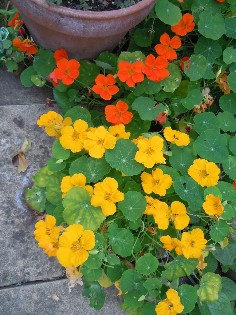 Nasturtium Seeds - Jewel Mix Edible Flowers - Tropaeolum majus - 30 Seeds for Garden & Culinary Use