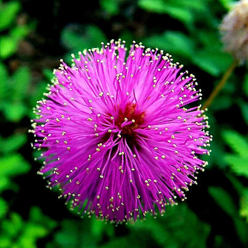 Mimosa Tree Seeds - Albizia julibrissin Persian Pink Silk Flower for Bonsai