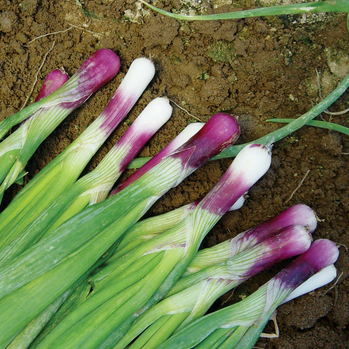Red Bunching Onion Seeds - 50 Hybrid Non-GMO Scallion Seeds Allium fistulosum