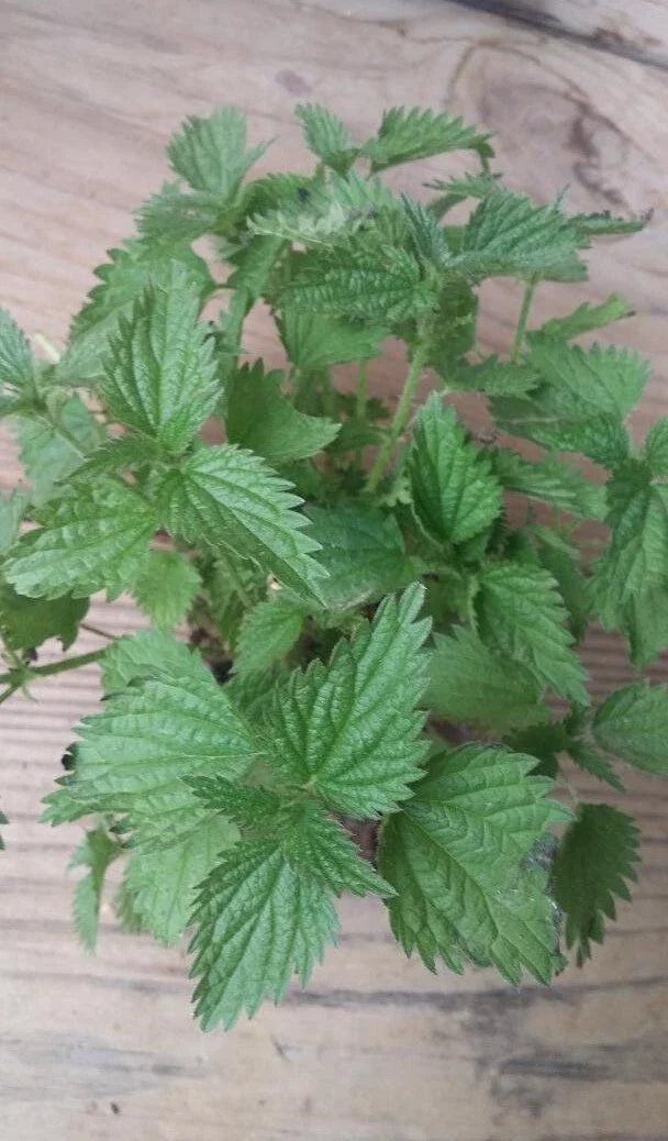 Organic Nettle Plant Bare Roots Urtica dioica for Gardening & Culinary Use, Ready for Transplantation