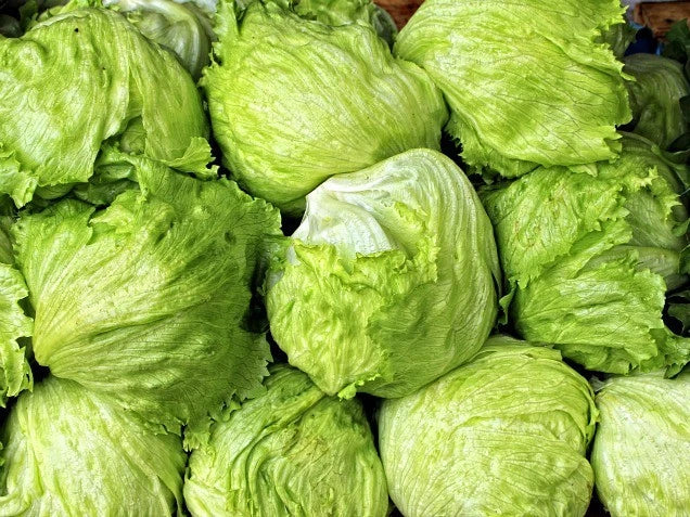 Iceberg Lettuce Seeds - Non-GMO Lactuca sativa for Home Garden