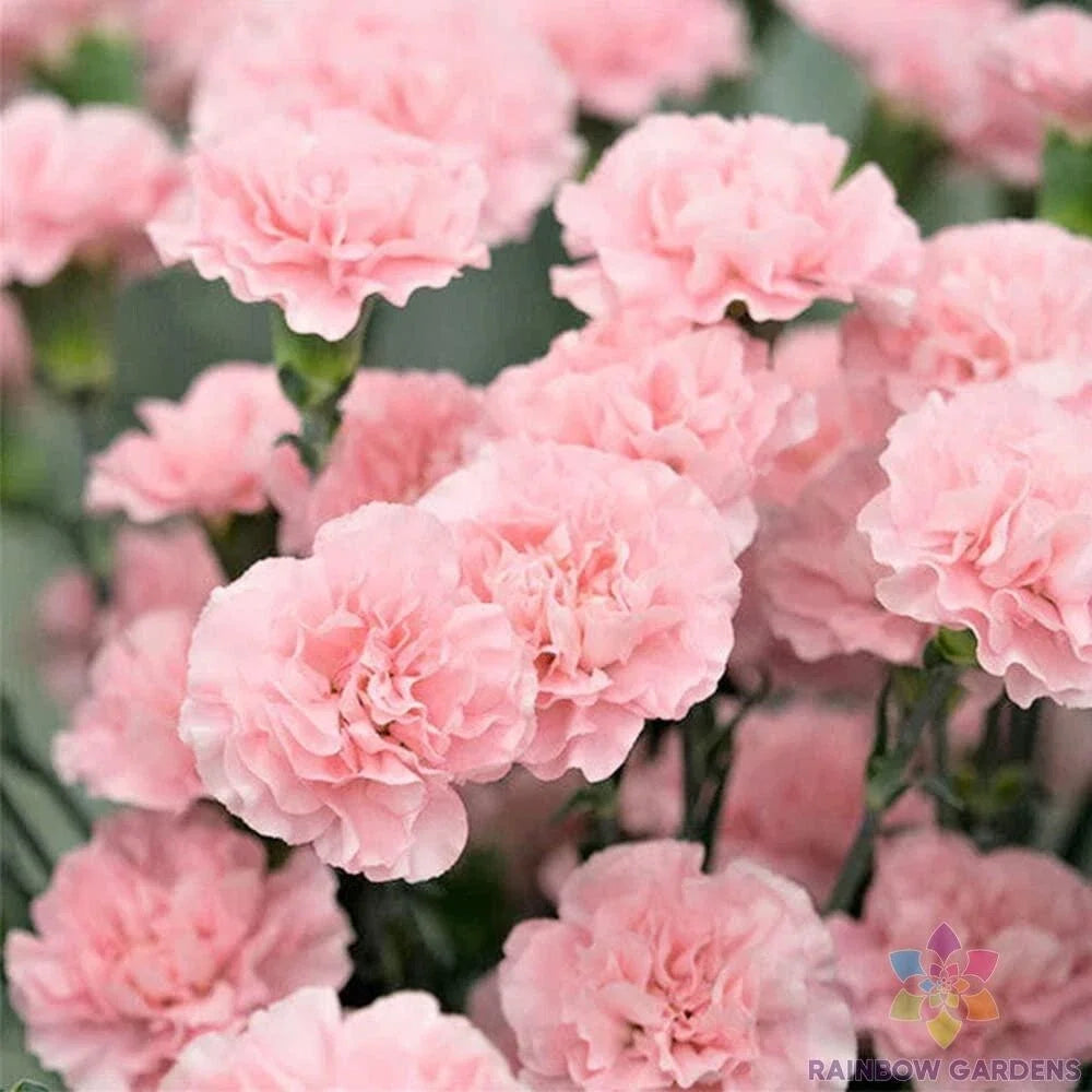 Freyn's Pink Carnation Seeds – 200+ Pack, Dianthus caryophyllus, Garden Planting, Pink Blooms, Perennial, Easy to Grow