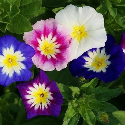 Dwarf Morning Glory Seeds - Mixed Blue & Purple - Non-GMO Ipomoea tricolor for Container Gardens - 100 Seeds