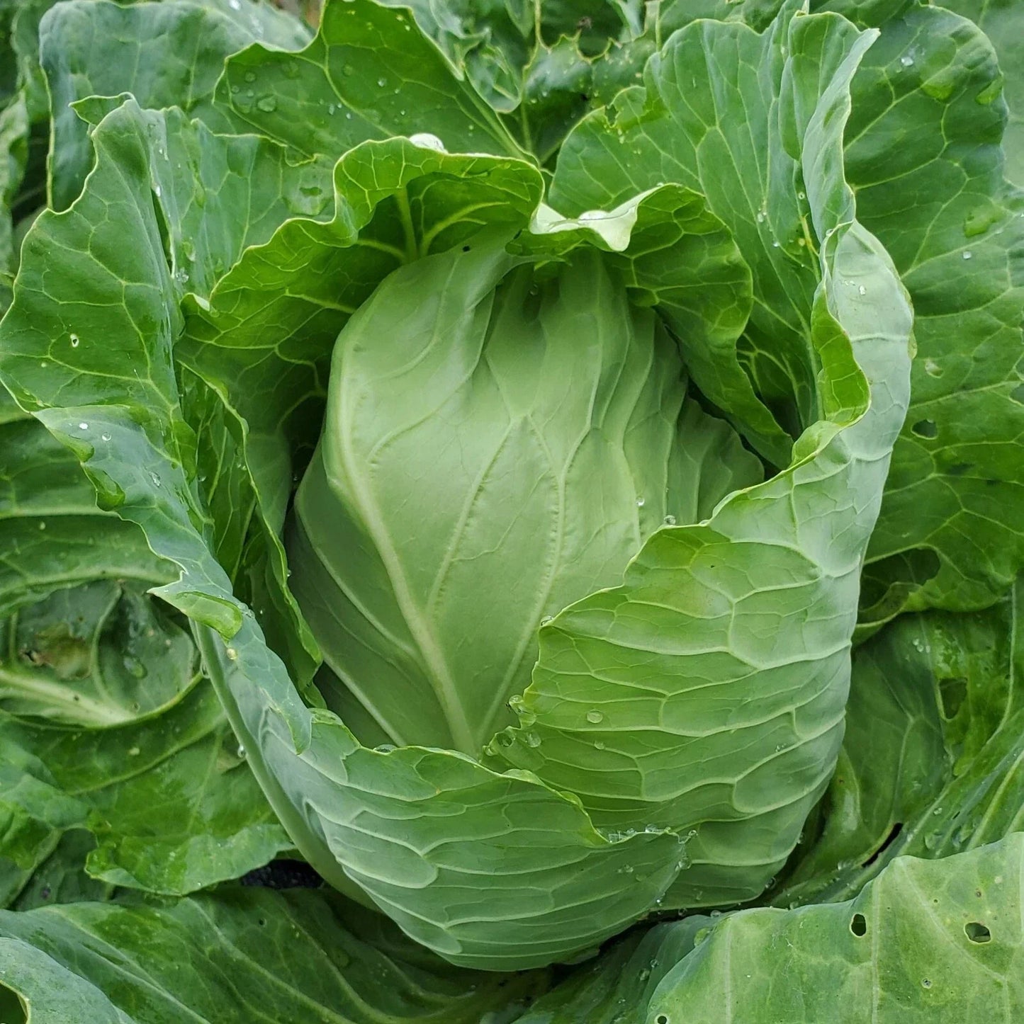 Early Jersey Wakefield Cabbage Seeds - NON-GMO Heirloom Open-Pollinated