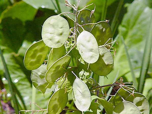 Lunaria Money Plant Seeds - 25 Fresh Seeds for Silver Dollar Plant (Lunaria annua)