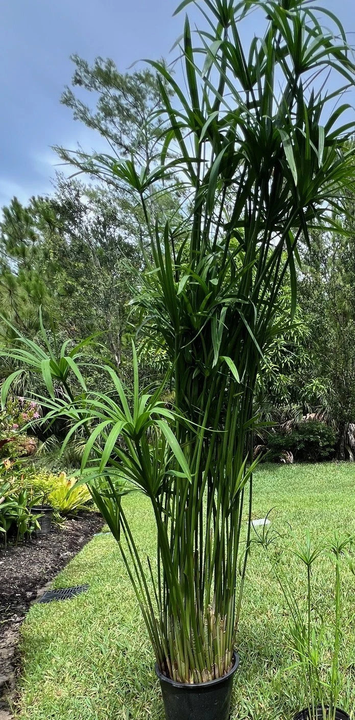 Umbrella Palm Plant in 4" Pot | Cyperus alternifolius | Indoor/Outdoor Decorative Foliage Plant