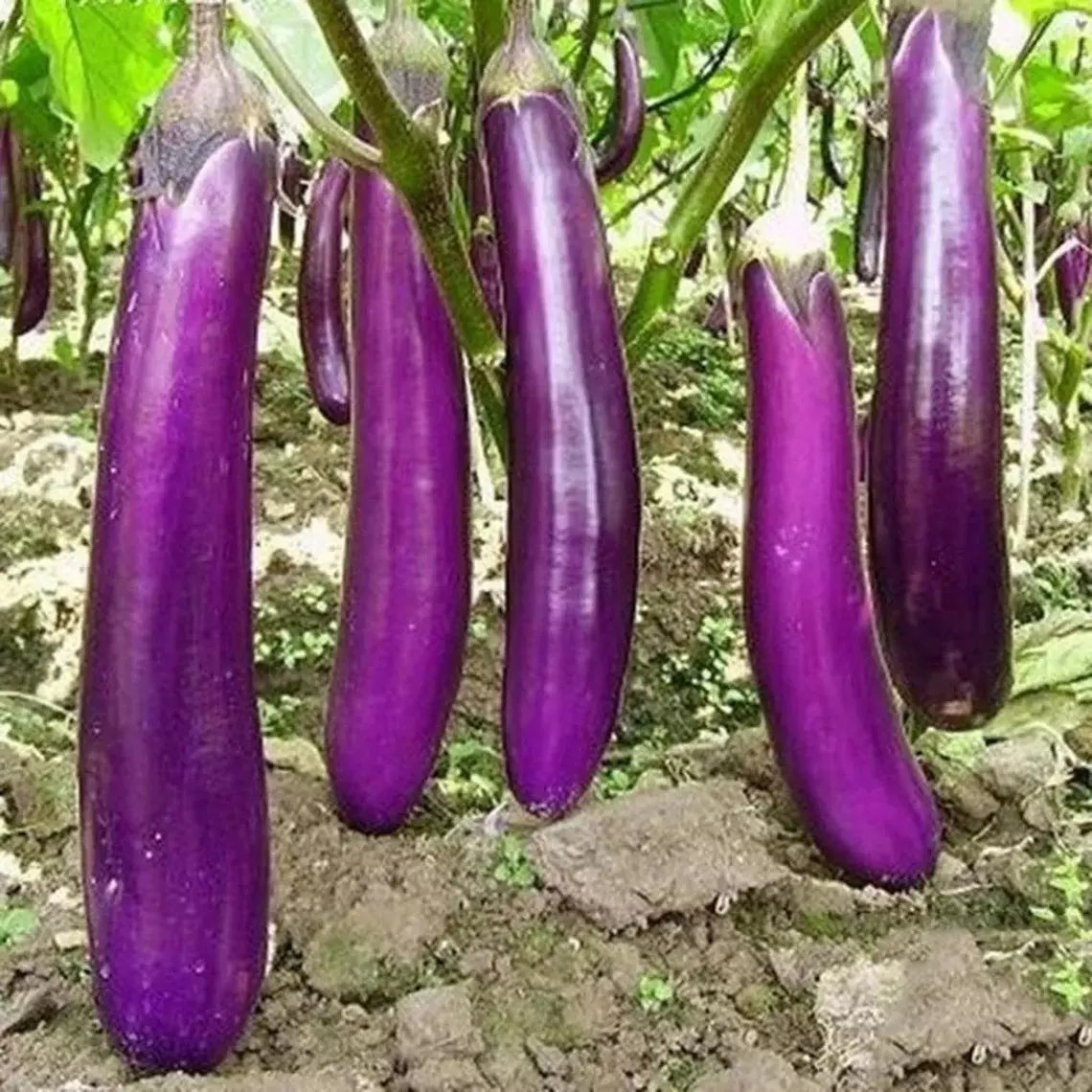 Long Purple Eggplant Seeds - 400+ Heirloom Organic Non-GMO for Home Gardening