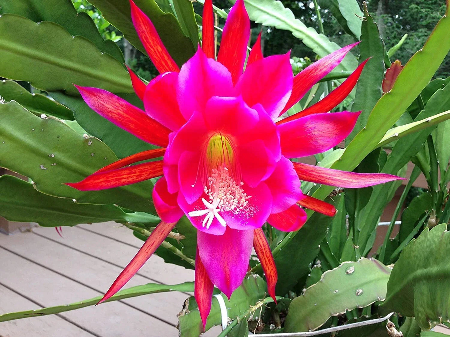 Rosy Swirl Orchid Cactus Cuttings - Epiphyllum spp. Climbing Trailing Indoor Plant with Free Bonus