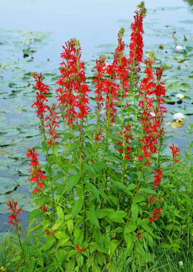 Red Cardinal Flower Roots - 5 Fresh Lobelia cardinalis Plants for Moist Gardens