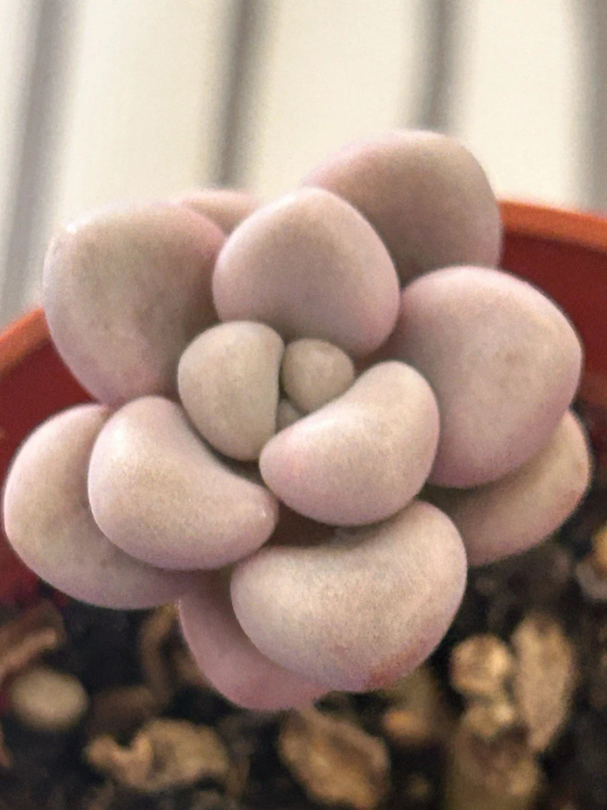 Succulent Plant – 2 Inch Pot – Graptopetalum Ellen – Fully Rooted – Indoor & Outdoor Decor – Graptopetalum paraguayense