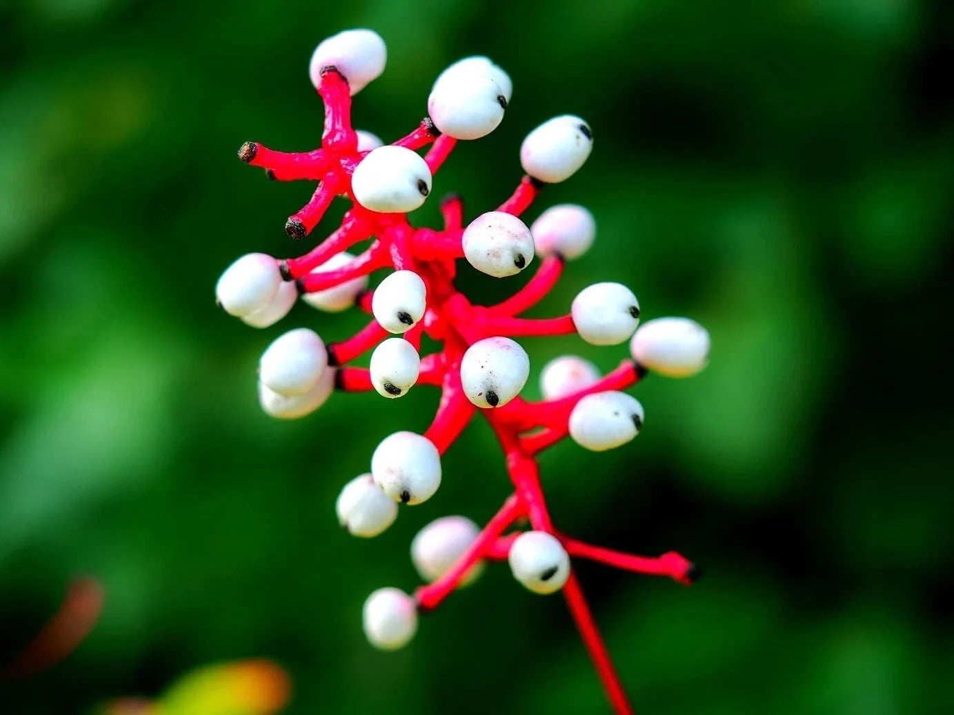 Doll's Eyes Wildflower Seeds - 20+ Non-GMO Actaea pachypoda Perennial Plant for Shade Gardens