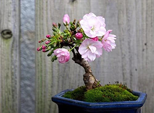 Sakura Bonsai Tree Seeds - 10 Pack - Prunus serrulata Cherry Blossom
