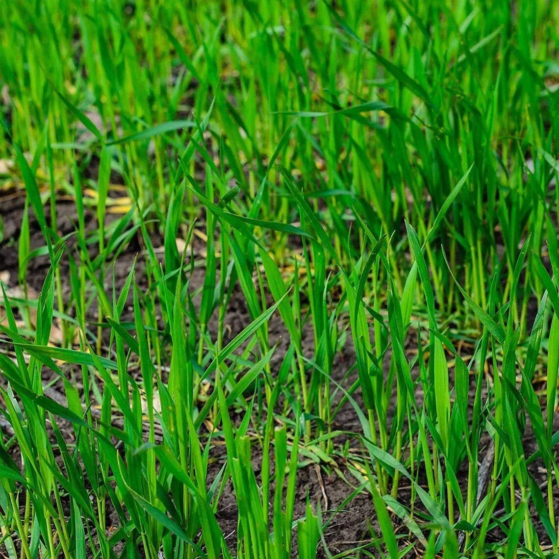 Rye Grass Seed - Fast Growing Cover Crop for Grazing - Secale cereale - Lolium multiflorum