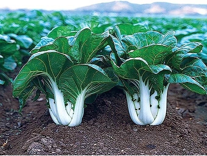 Joi Choi F1 Hybrid Pak Choi Seeds – Chinese Cabbage, Brassica rapa subsp. chinensis, 100 Seeds for Home Garden & Cooking