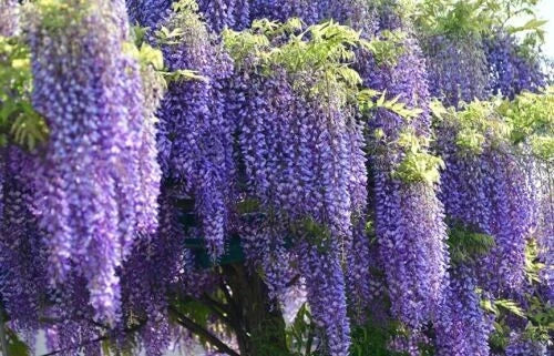 Wisteria Starter Plant 6-8 Inches Tall Well-Rooted Climbing Vine Wisteria sinensis