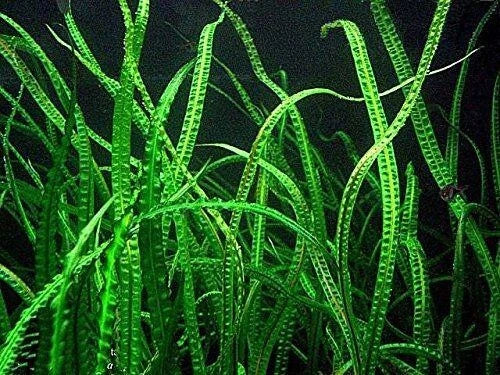 Cryptocoryne Balansae Large - Easy Live Aquatic Plant for Freshwater Aquariums