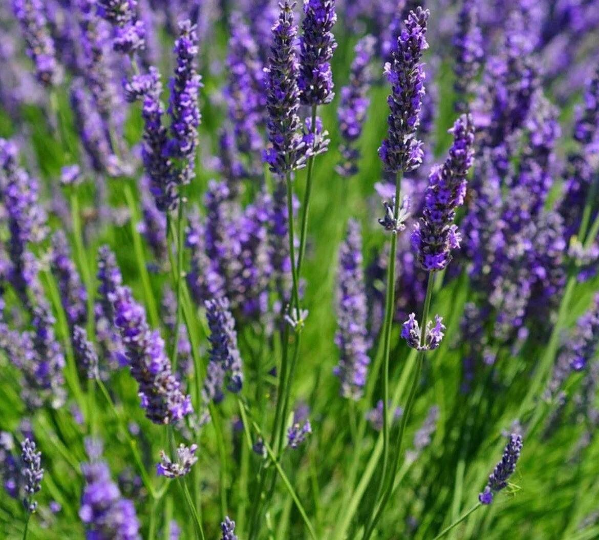 200+ Lavender Vera Seeds - Lavandula angustifolia - Fragrant Herb for Gardens & Aromatherapy