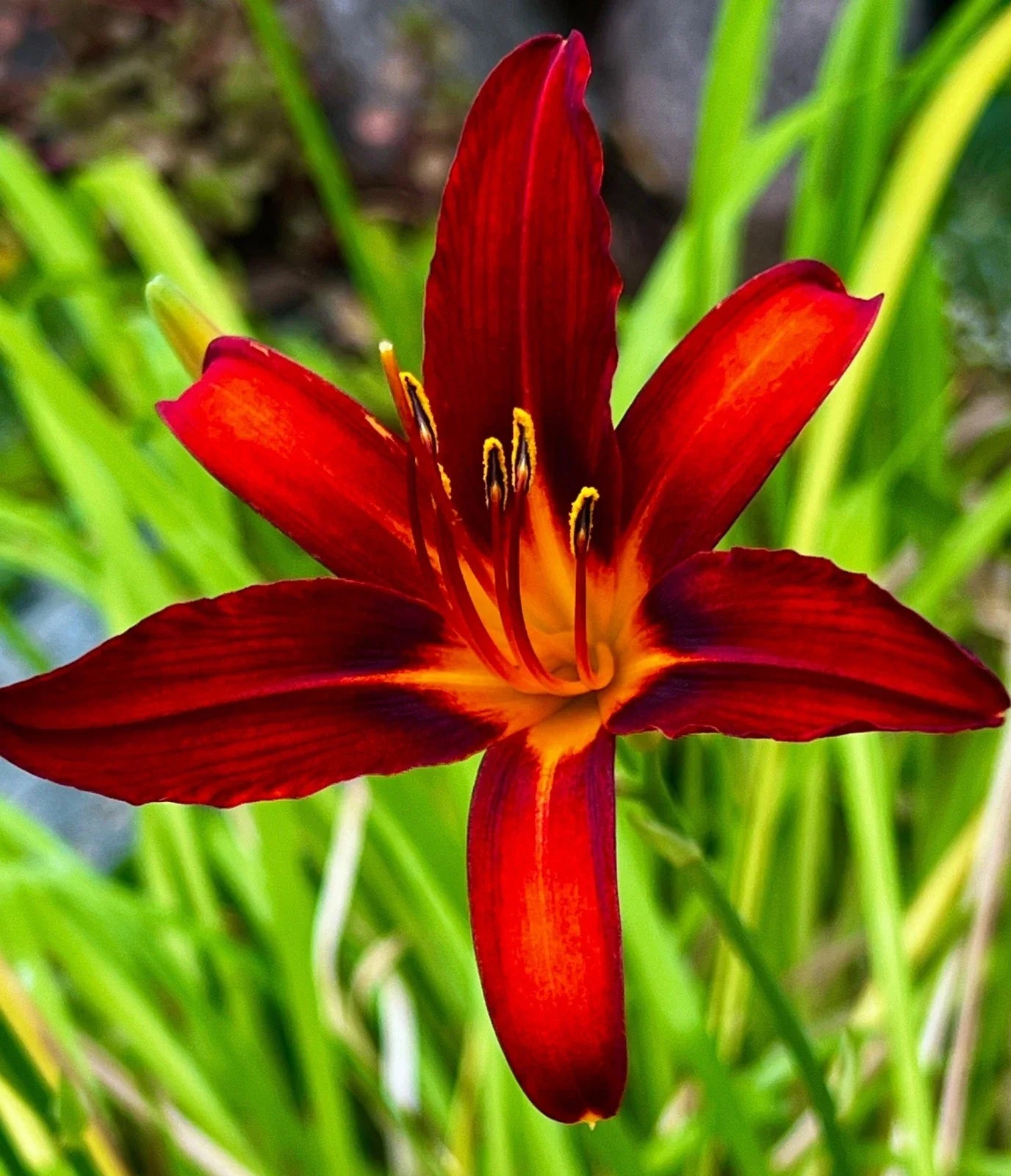 Heirloom Red Daylily Plants 5 Pack – Long Petals, Yellow Throat, Hemerocallis fulva, Perennial, Chemical-Free Grown