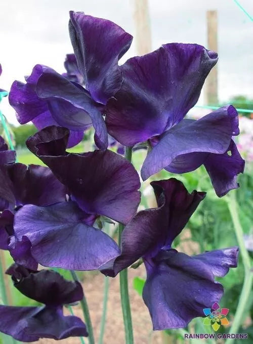 Just Jenny Sweet Pea Seeds - 50+ Pack, Fragrant Pink & Lavender, Climbing Vine, Lathyrus odoratus, Annual Garden Plant