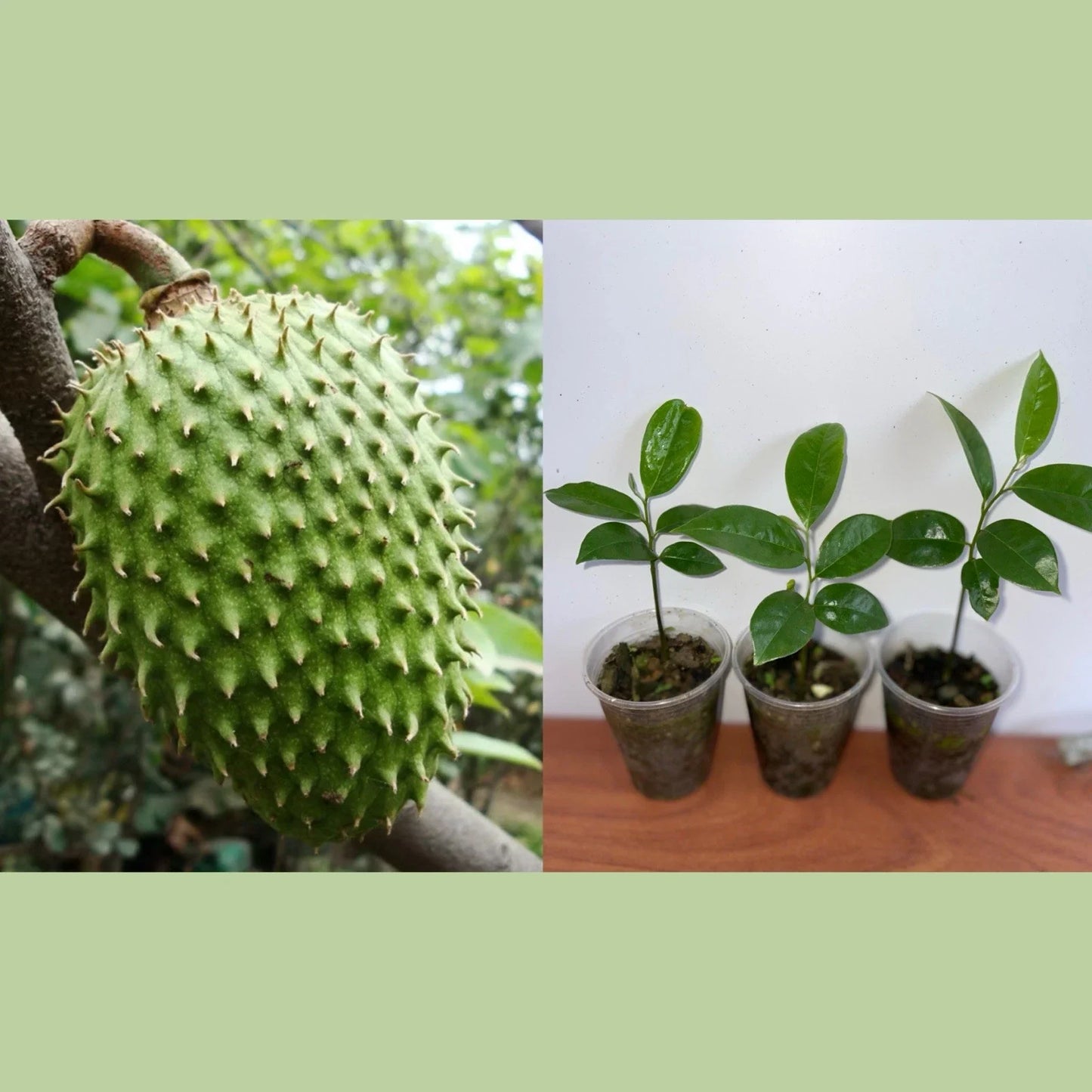 Live Soursop Plant, 5-7" Tall, Annona Muricata, Tropical Fruit Tree for Indoor/Outdoor Gardening
