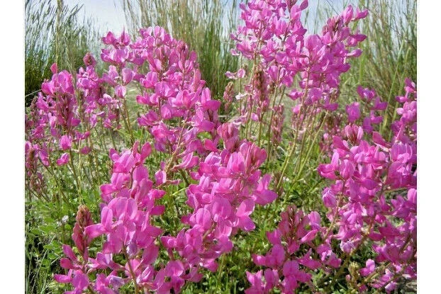 Utah Northern Sweetvetch Seeds - Drought Tolerant Native Wildflower, Heat & Cold Resistant, Hedysarum boreale, Perennial Plant, Wildflower Seeds
