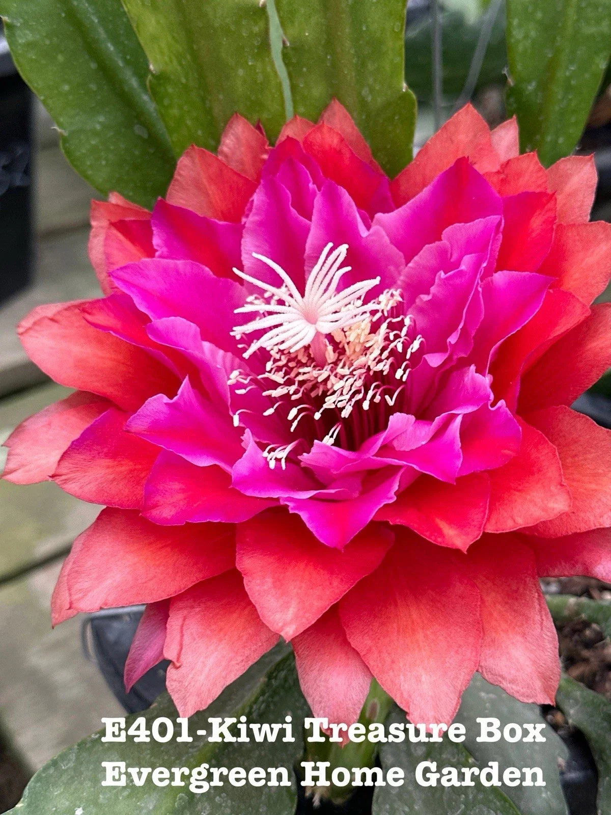 Epiphyllum Orchid Cactus Plant 4" Starter Pot Kiwi Treasure Box Succulent Indoor Garden