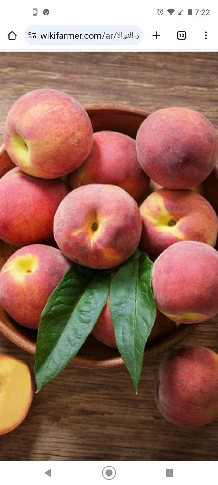 Dwarf Peach Tree Seeds 6-Pack | Prunus persica Nemaguard Variety | Cold Hardy, Fast Growing, Edible Fruit Plant