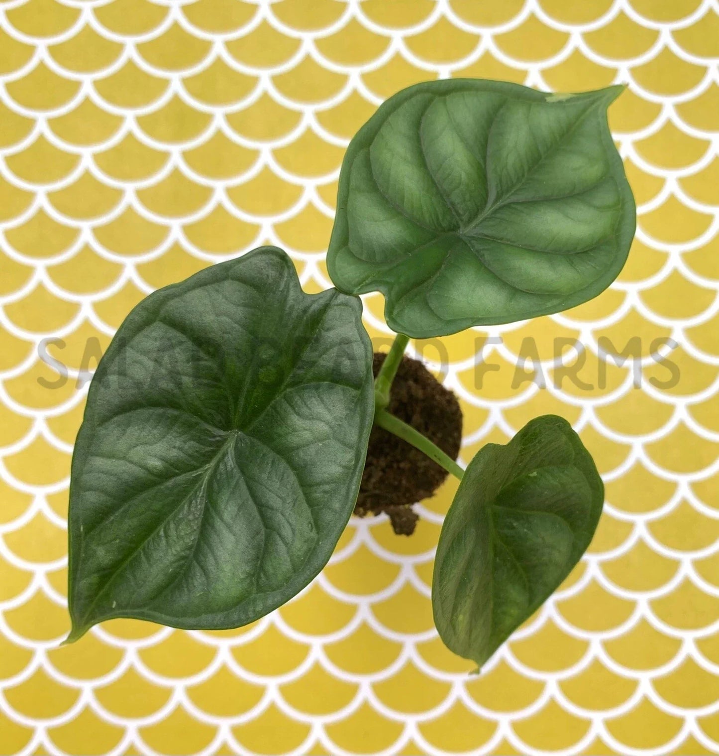 Alocasia 'Dragon Scale' Starter Plant – Exotic Indoor Houseplant – Textured Leaves – Alocasia baginda