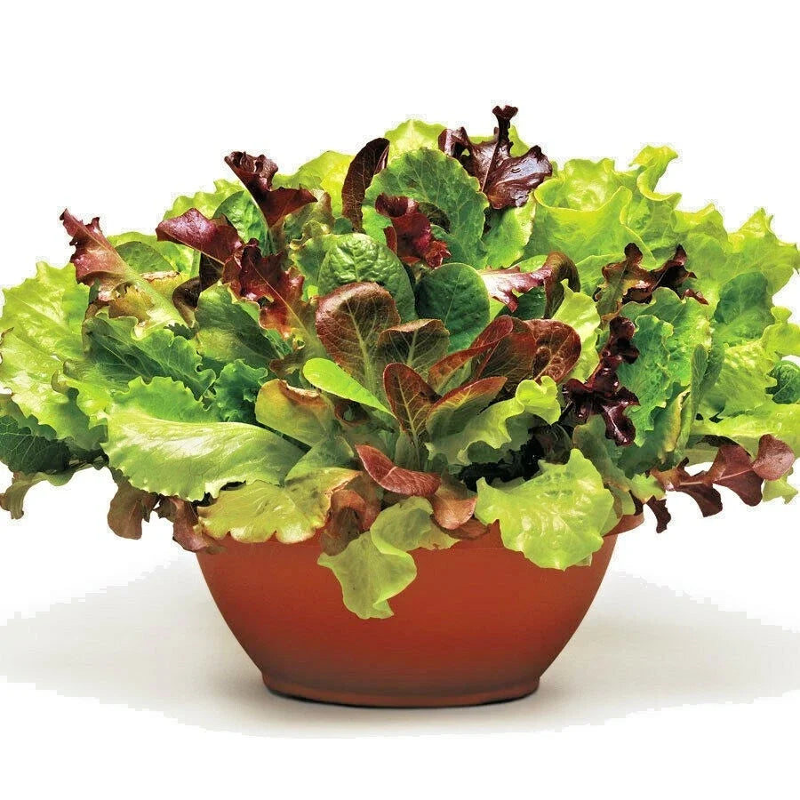 Organic Salad Mix Seeds - 1 oz Leaf Lettuce Blend for Container Gardening, Easy to Grow, Lactuca sativa