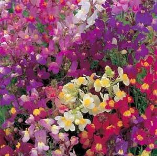 Toadflax Flower Mix Seeds - Baby Snapdragon - 500 Seeds - Vibrant Colors - Attract Pollinators - Linaria maroccana