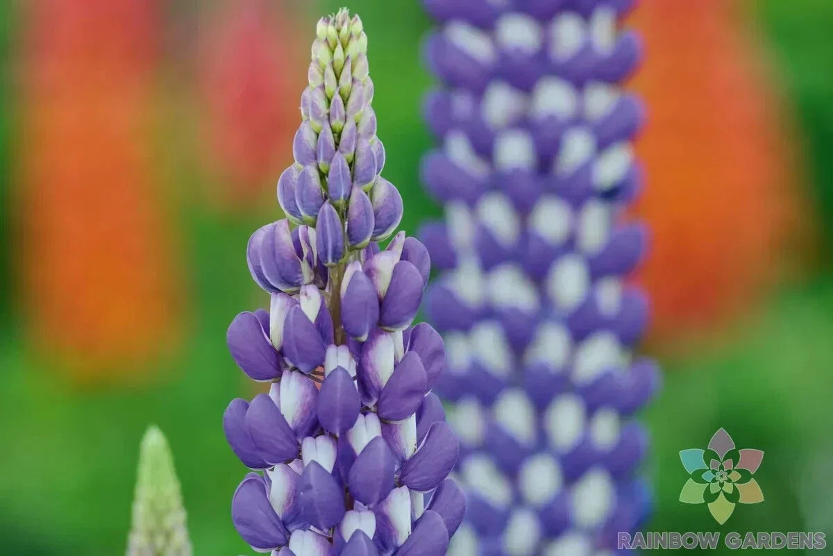 Neptune Lupine Seeds 25 Pack - Lupinus nootkatensis Perennial Garden Planting Blue & Purple Flowers