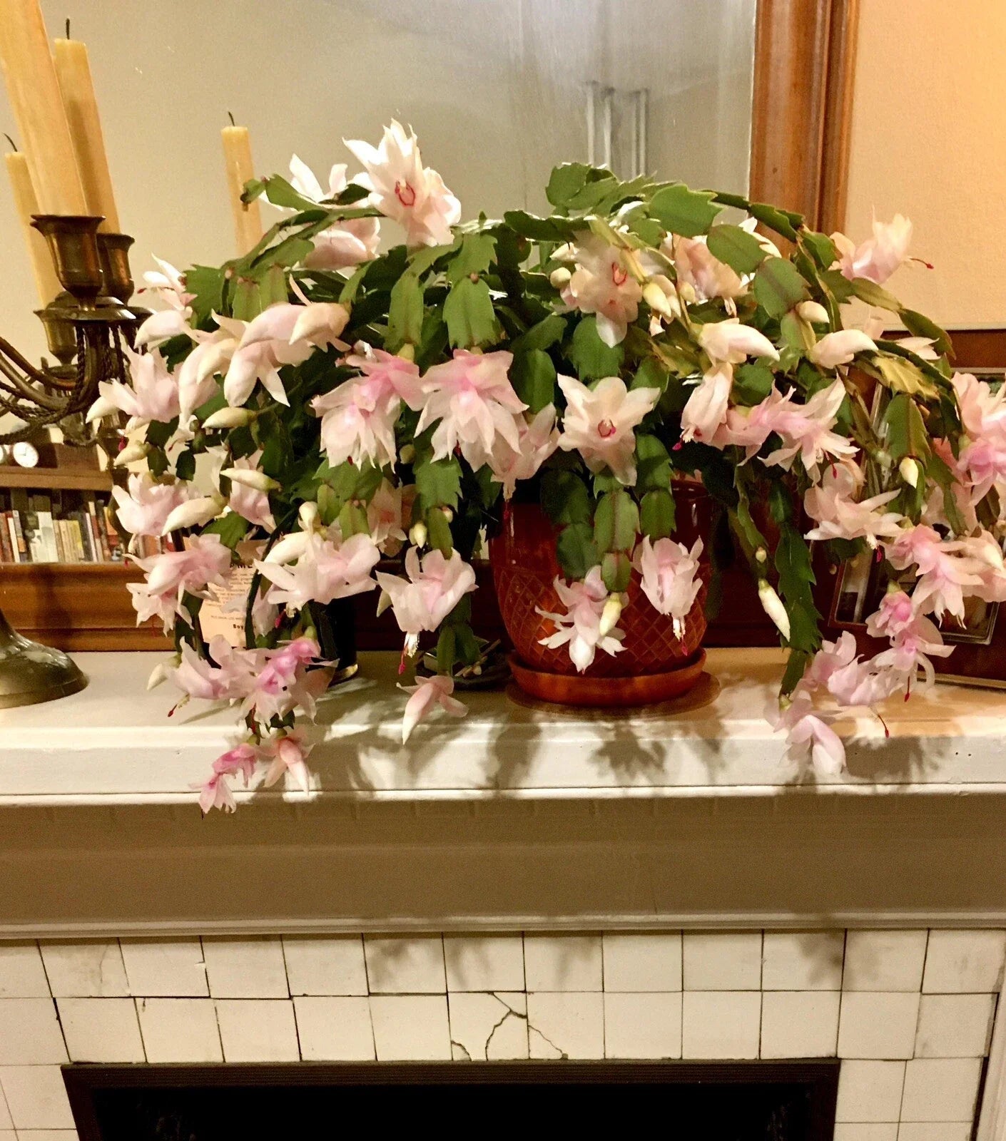 Rare Peach Beauty Thanksgiving Cactus Cuttings - 3 Segments Schlumbergera truncata, Indoor Plant Propagation, Unique Blooming Cactus