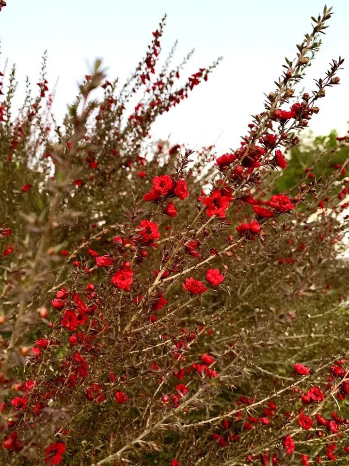 Broom Tea Tree Seeds - 200 Count Leptospermum Scoparium USA Growing Kit