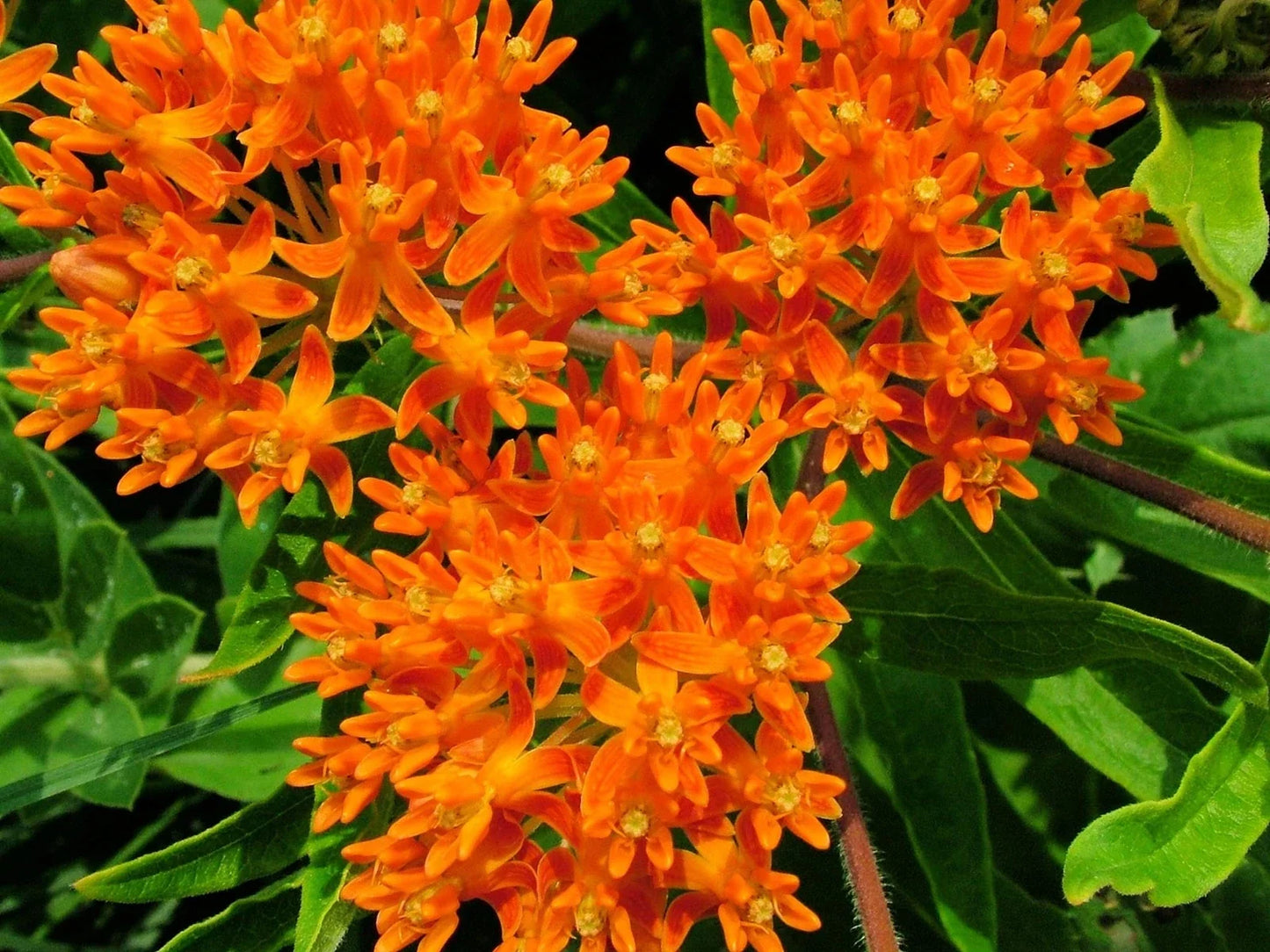 Butterfly Milkweed Seeds 100 Count Native Wildflower Asclepias tuberosa for Pollinator Gardens