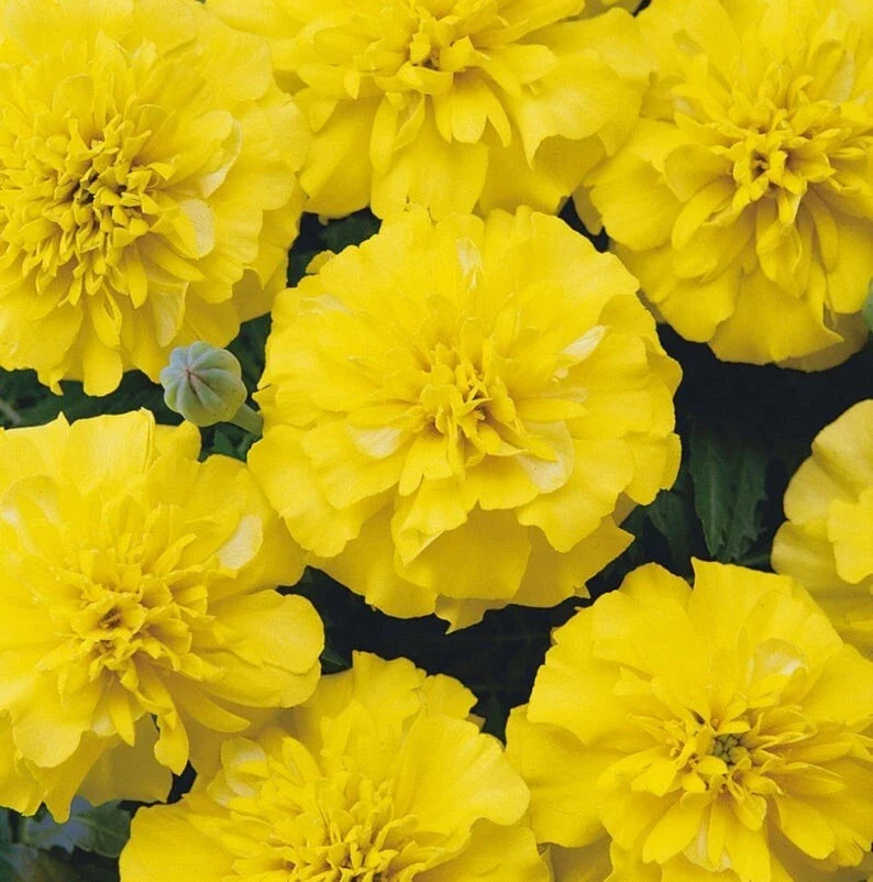 25 Marigold Seeds - Yellow Blooms - Heirloom Annual - Edible & Medicinal Tagetes erecta Seed Packet